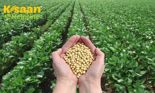 जानिए सोयाबीन की फसल में लगने वाले हानिकारक कीटों की पहचान और उनके नियंत्रण के उपाय